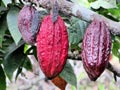 Zralý plod kakaovníku